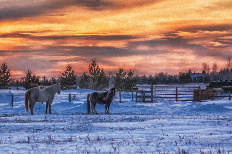 Ponies by Steve Tugwell